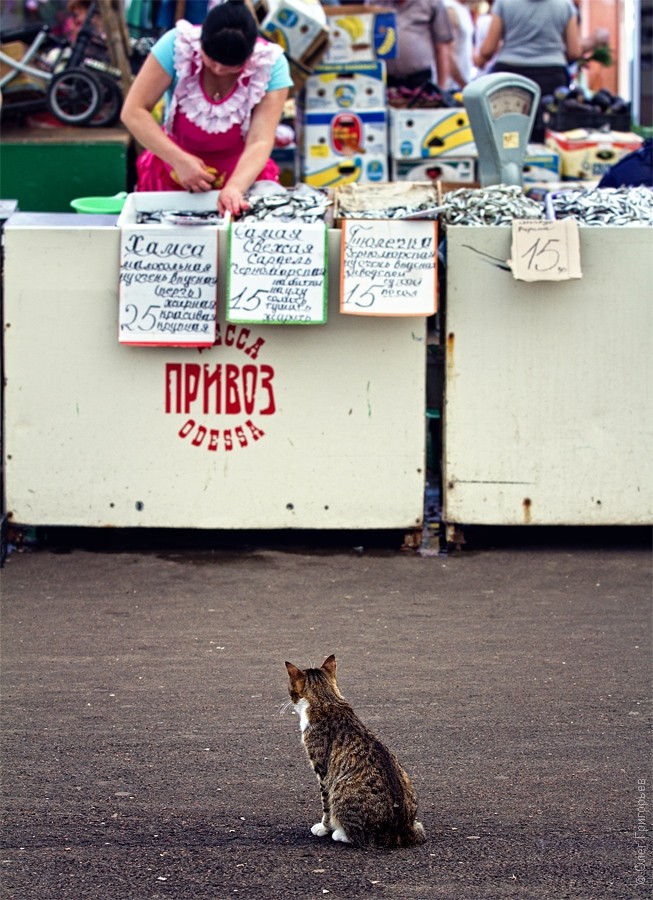 Chợ cá ở Odessa, Ukraina
